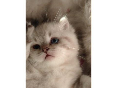 2 aylık british shorthair erkek yavru