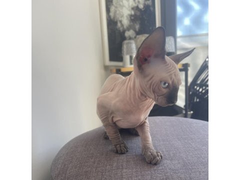 Sphynx yavru