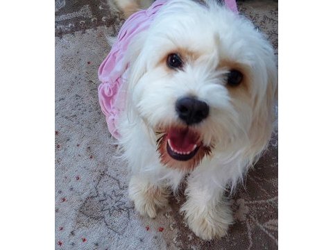 Ücretsiz 3 yaşında köpeğimiz