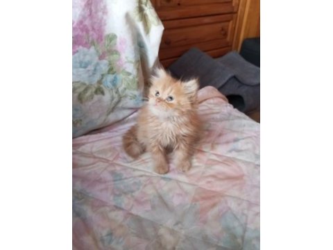 Golden british longhair erkek yavru