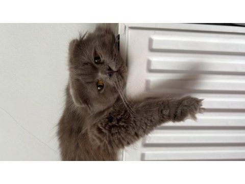 Scottish fold ömürlük aile olacak kişi sahiplensin lütfen