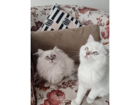 2 aylık british longhair ve shorthair dişi yavrular