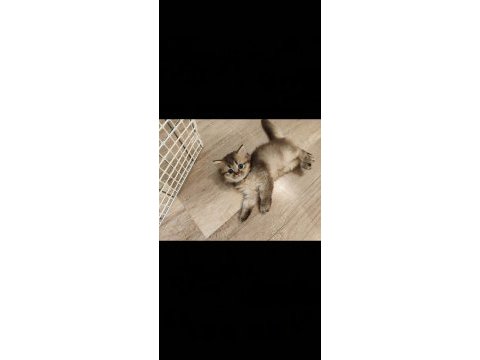 Scottish fold yavrularımızı sahiplendiriyoruz