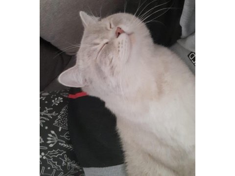 British shorthair oğlum leon 1.5 yaşında kısır aşıları tam
