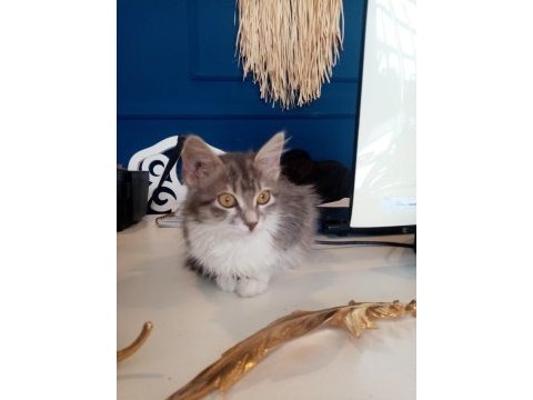 Küçük sevimli british shorthair yavrumuza yuva arıyoruz