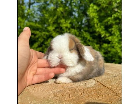 Hollanda lop ve teddy lop yavrular
