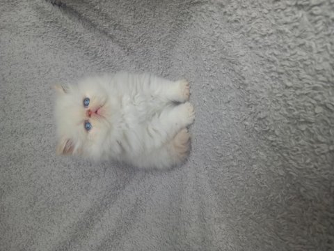 Yakışıklı erkek yavru kedimiz yeni yuvasını arıyor
