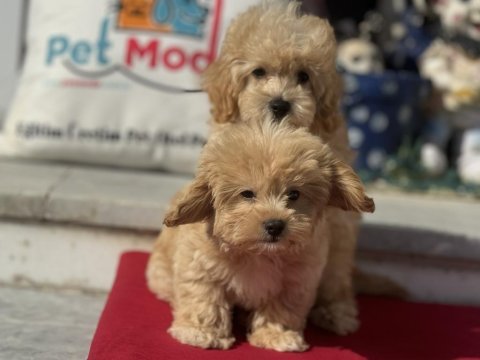 Aşılı pasaportlu wc eğitimli maltipoo yavrularımız