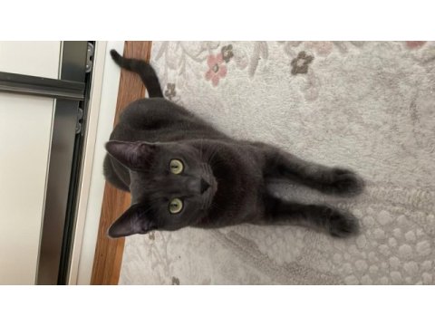 2 yaşında russian blue