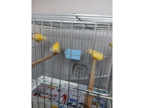 Cinnemon mavi yüz parrot lar