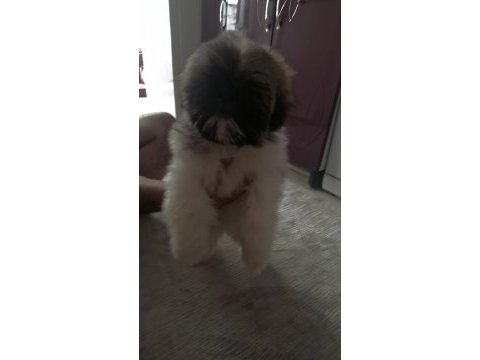 Shih-tzu yavrularımız