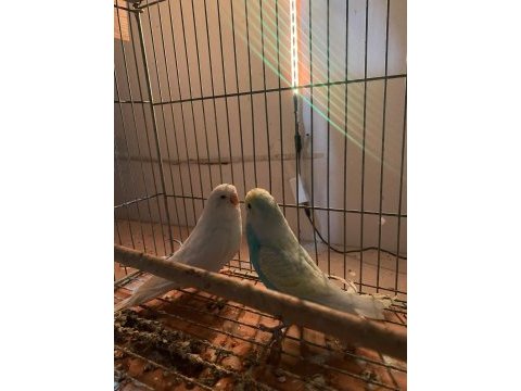 3 takım muhabbet kuşu