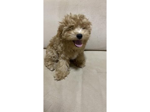 Ev ortamında güzel maltipoo yavru