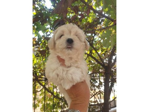 Üst düzey maltipoo yavrularımız sizleri bekliyor