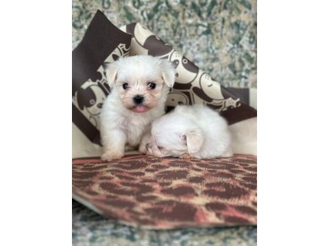 Maltese terrier yavrular