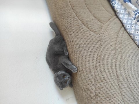 Şehir değişikliği için scottish fold