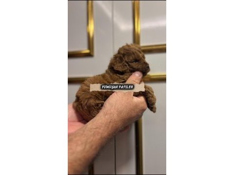 Red toy poodle