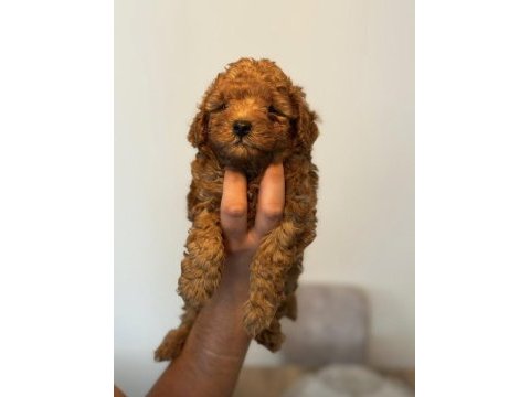 Dark red brown toy poodle kızımız