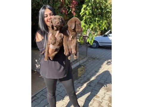 Çikolata labrador yavrularım