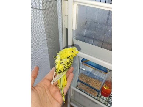 Çift japones ve jumbo muhabbet kuşları