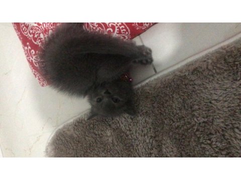 British shorthair yavrularımız yuvalarını arıyor