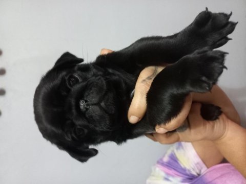Pug mops yavrular