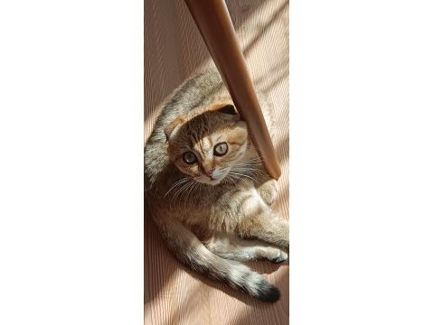 Yurt dışına çıkcam acil kedimiz