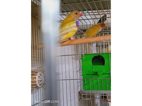 Rengarenk ispinozlar farklı ırklardan