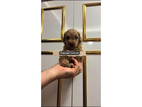 Orijinal toy poodle