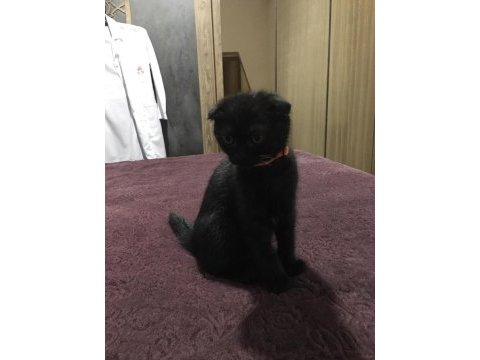 Yavru scottish fold