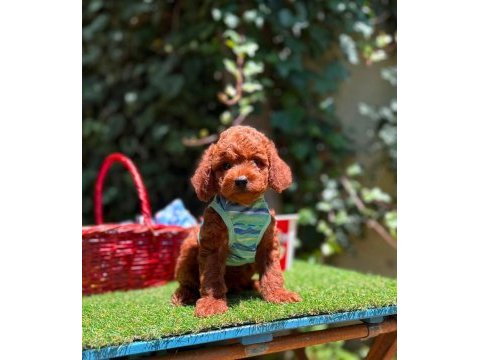 Orjinal toy poodle yavrularımız 