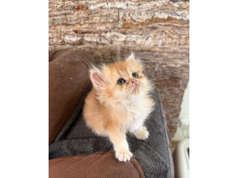 British longhair kedisi
