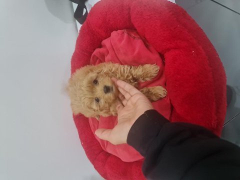 Teslime hazır minyatür poodle miniğim