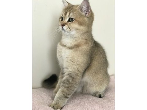 Şecereli british shorthair kedi