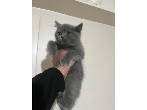 British shorthair erkek yavru