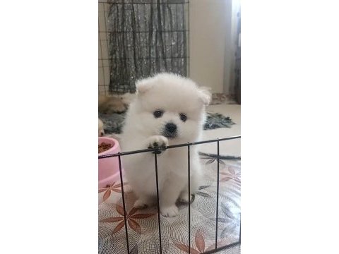 Pomeranian dişi erkek