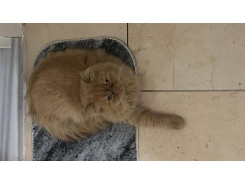 Dünyalar tatlısı iran kedisi poffy