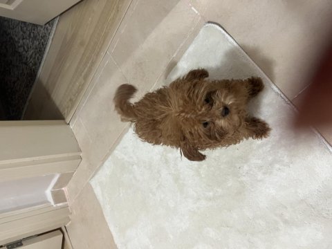 Orjinal toy poodle