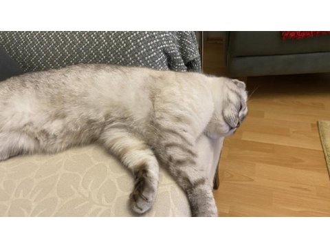 Scottish fold oğlum salebi sahiplendiriyorum