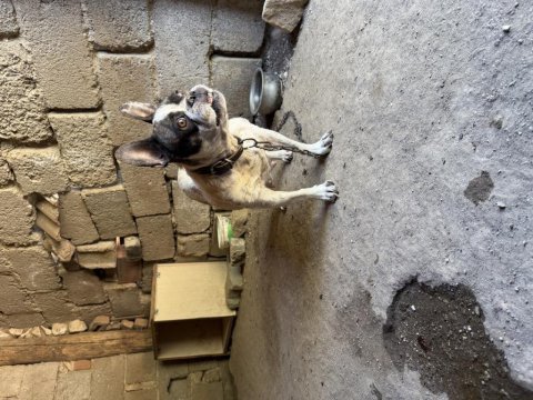 Yetişkin dişi french bulldog