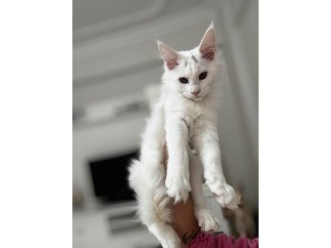 Kar beyazı bir güzellik maine coon