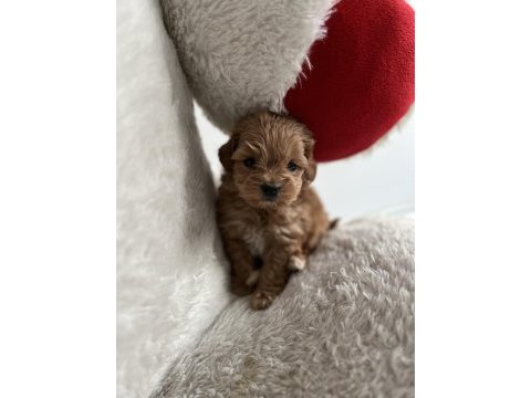 Teacup f1 maltipoo
