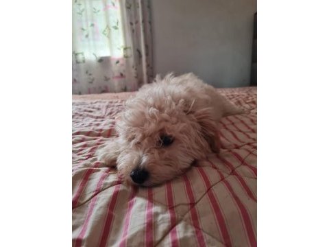 6 ocak doğumlu son erkek maltipoo