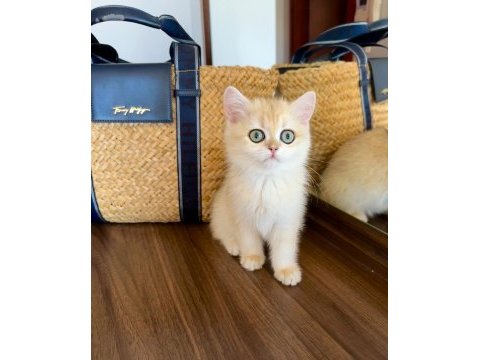Safkan british shorthair golden dişi yavru