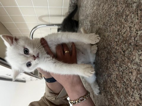 2 aylık bebek british shorthair yavrular