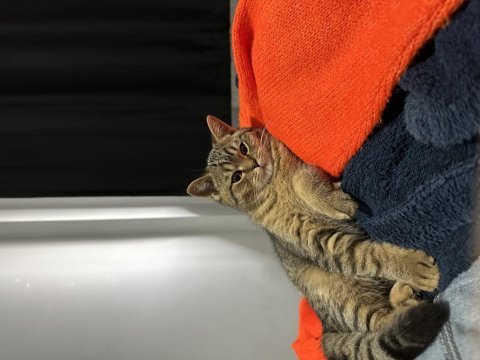 British longhair venüs için yeni aile arıyoruz