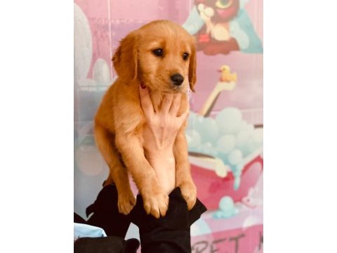 Değerini bilene orjinal show kalite golden bebekler