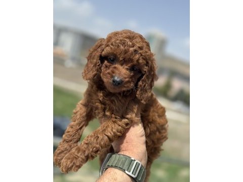 Petmode köpek çifrliğinden kore toy poodle yavrular