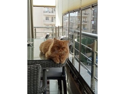 Erkek chinchilla kedime eş arıyorum