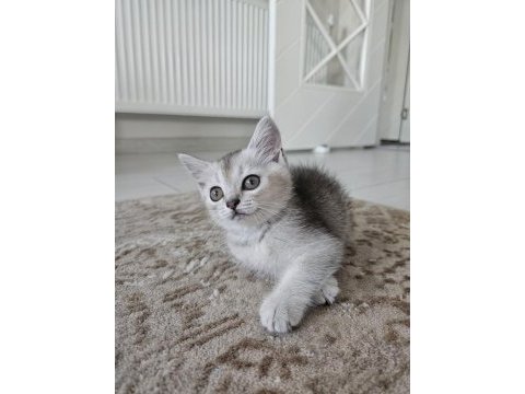 2 aylık british shorthair kedisi